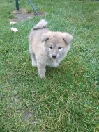 Akita-Inu červená fenečka